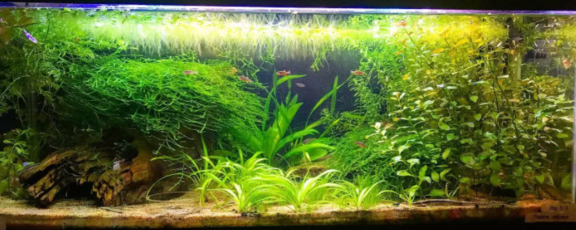 Emergent Plants in an Aquarium
