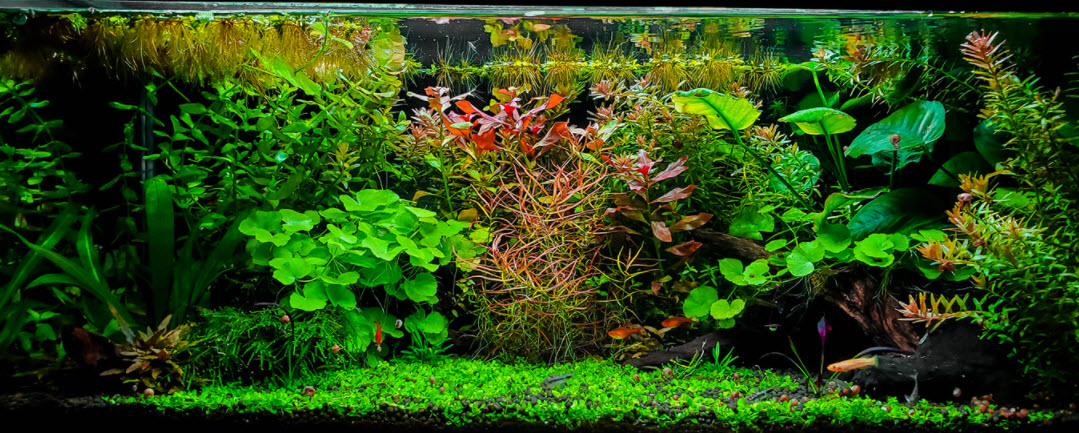 Planted Aquarium