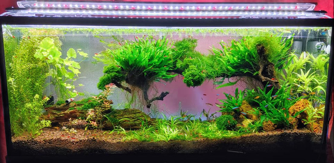 Well Planted Aquarium