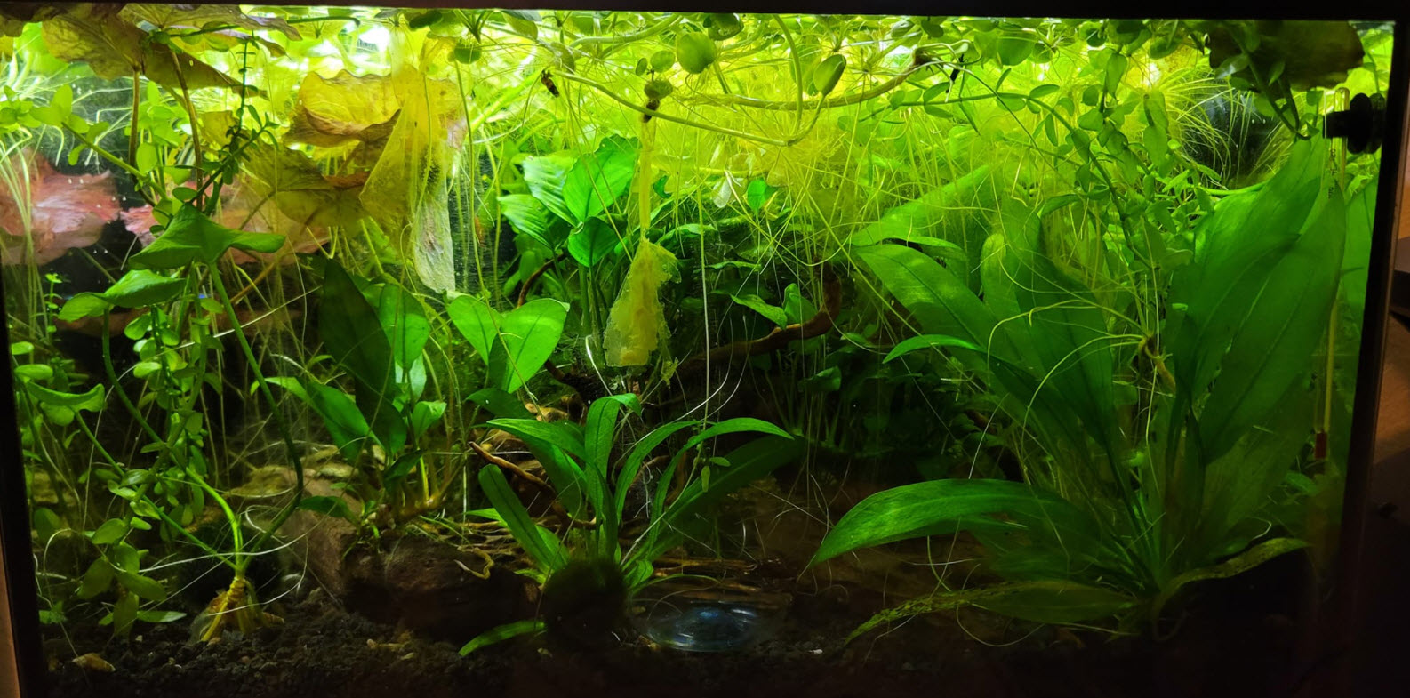 Heavily Planted Aquarium