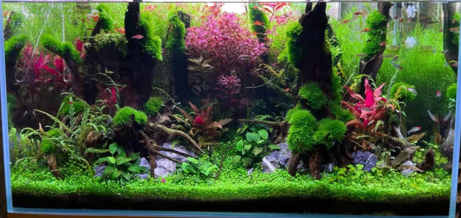 High Tech Planted Aquarium