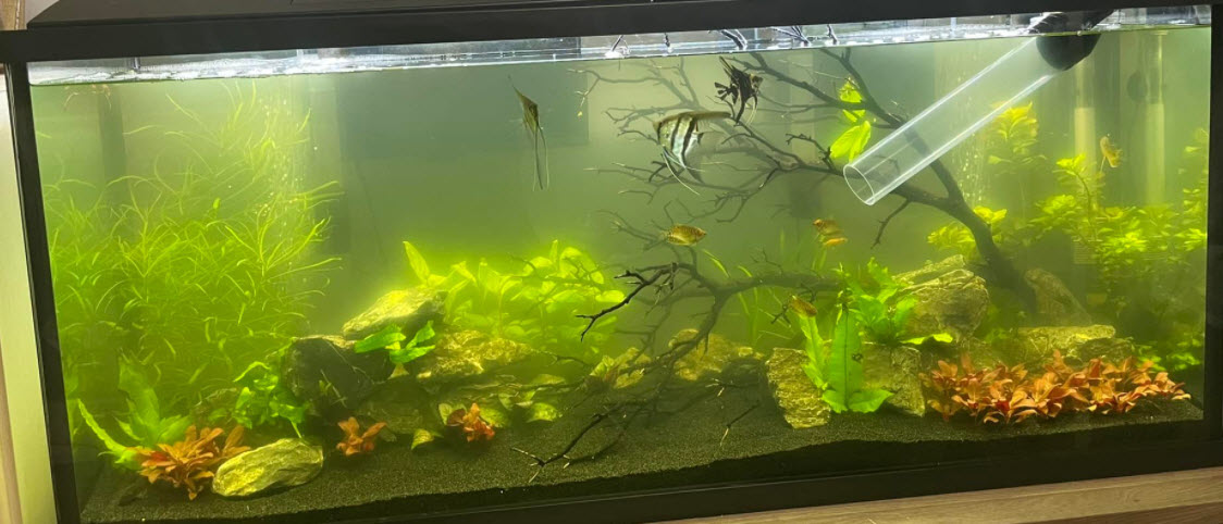 Aquarium Fertilized with Full Doses of Easy Green