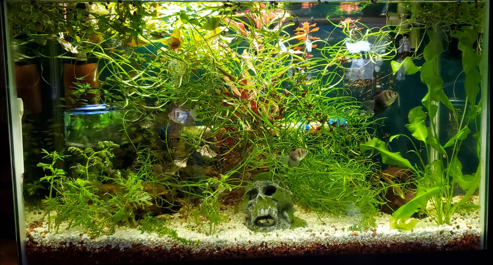 Low Tech Planted Aquarium