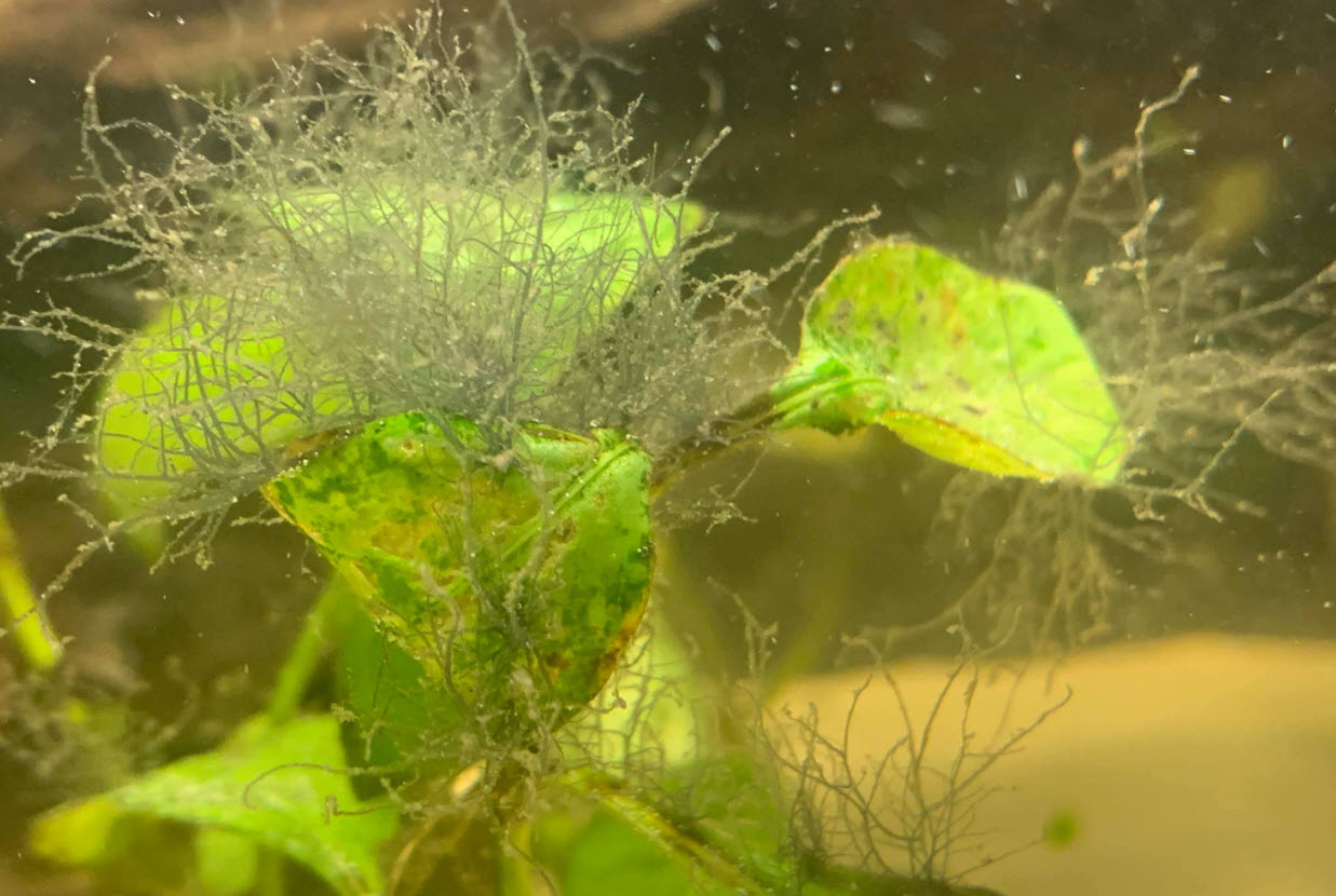 Staghorn Algae