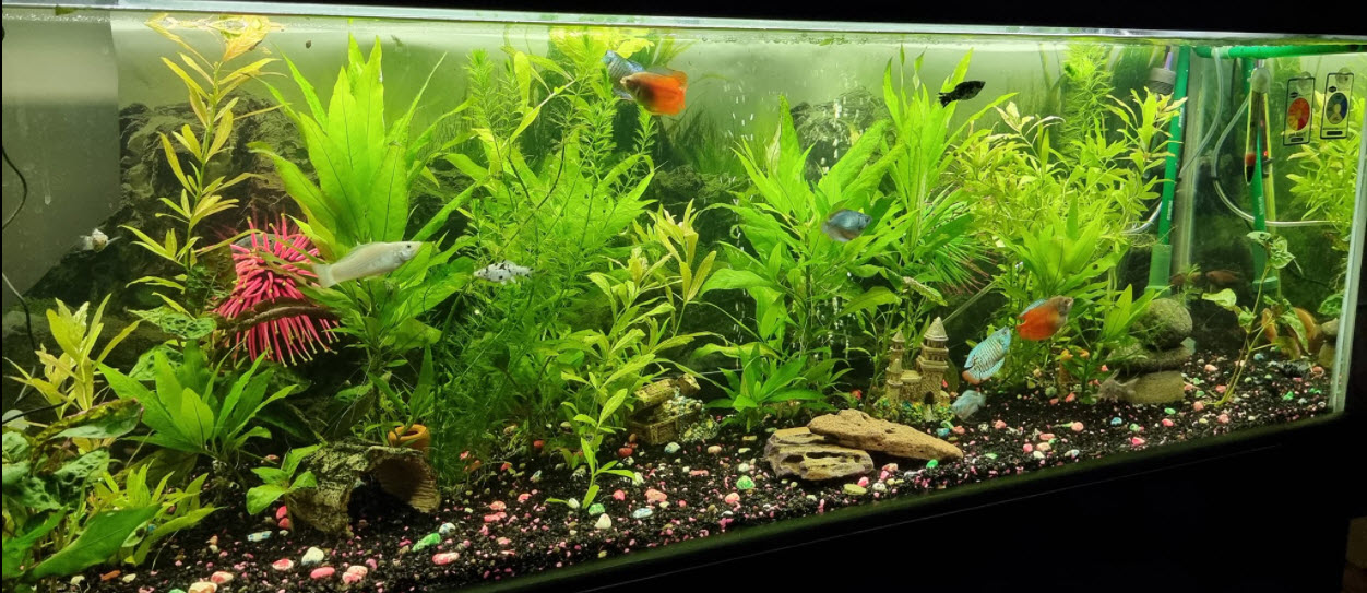 Co2 fish outlet tank