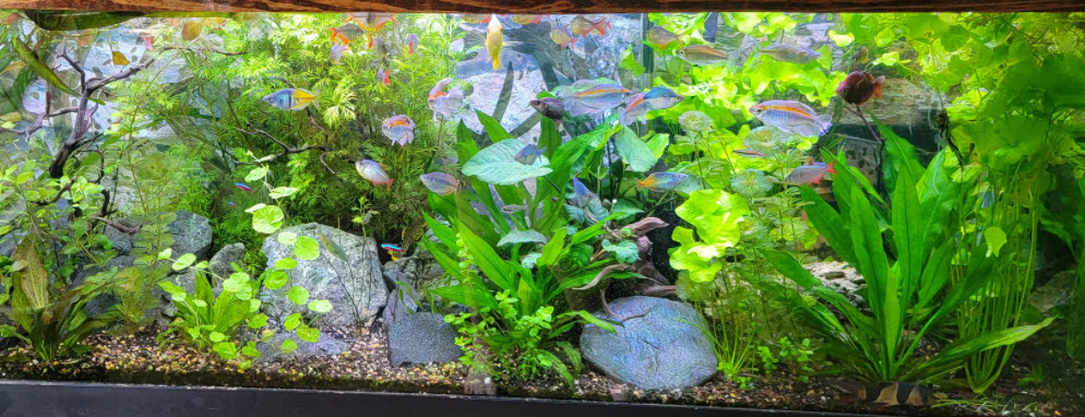 High Tech Planted Aquarium