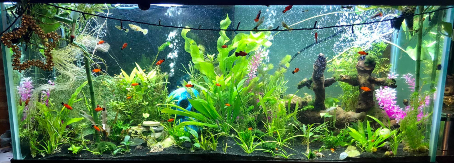 Low Tech Planted Aquarium