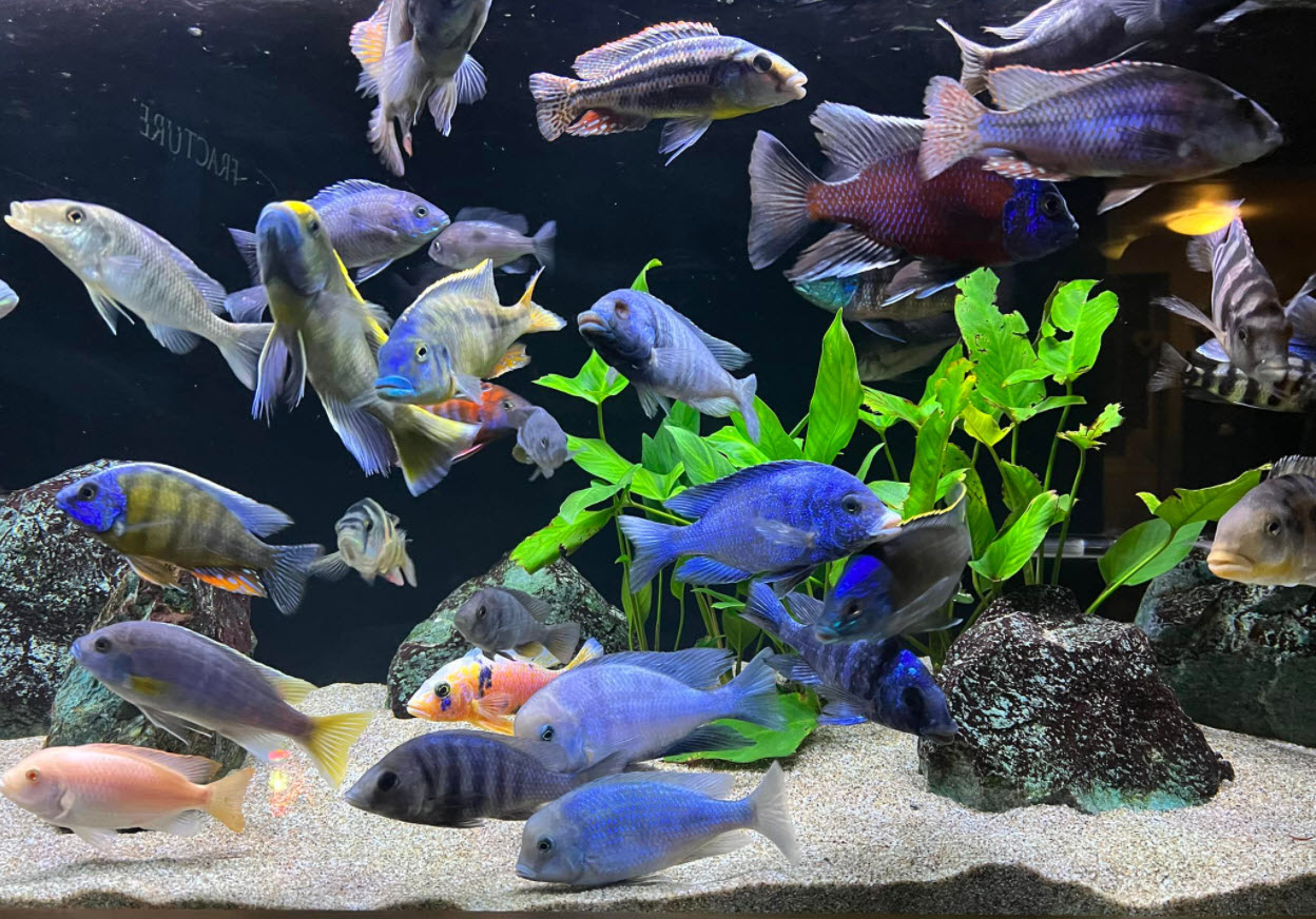 CLEAR water in my African Cichlid tank: Results of UVC and Purigen (Part 2)  
