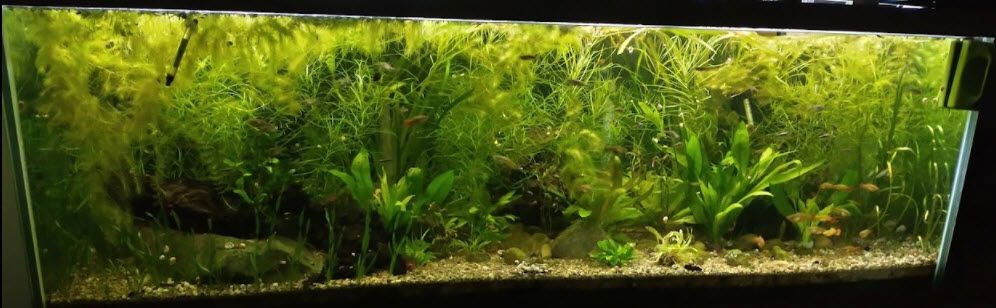 Planted Under Gravel Filter Aquarium