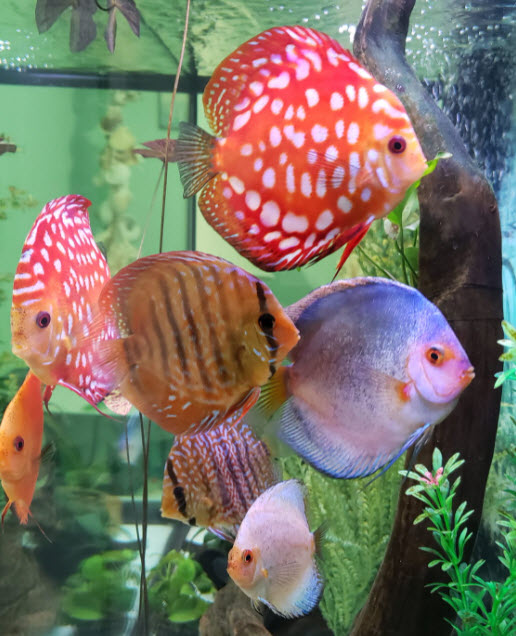 Symphysodon aequifasciatus Discus