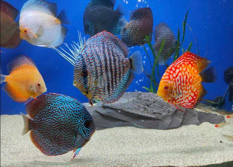 Symphysodon aequifasciatus Discus