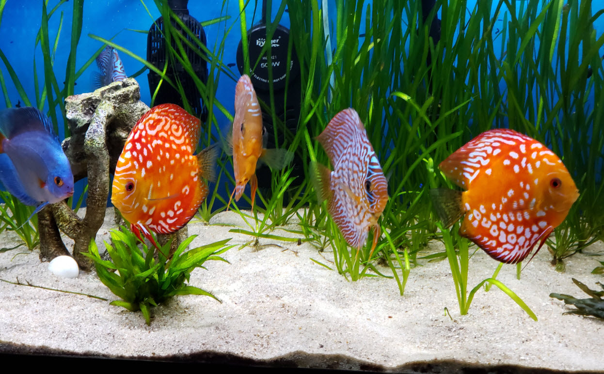 Symphysodon aequifasciatus Discus