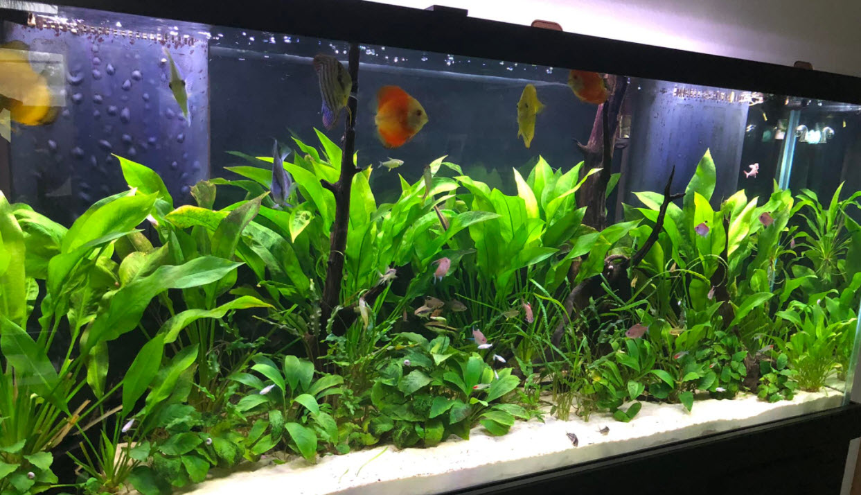 High Tech CO2 Injected Planted Aquarium