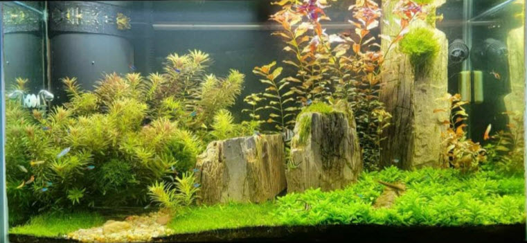 High Tech Planted Aquarium