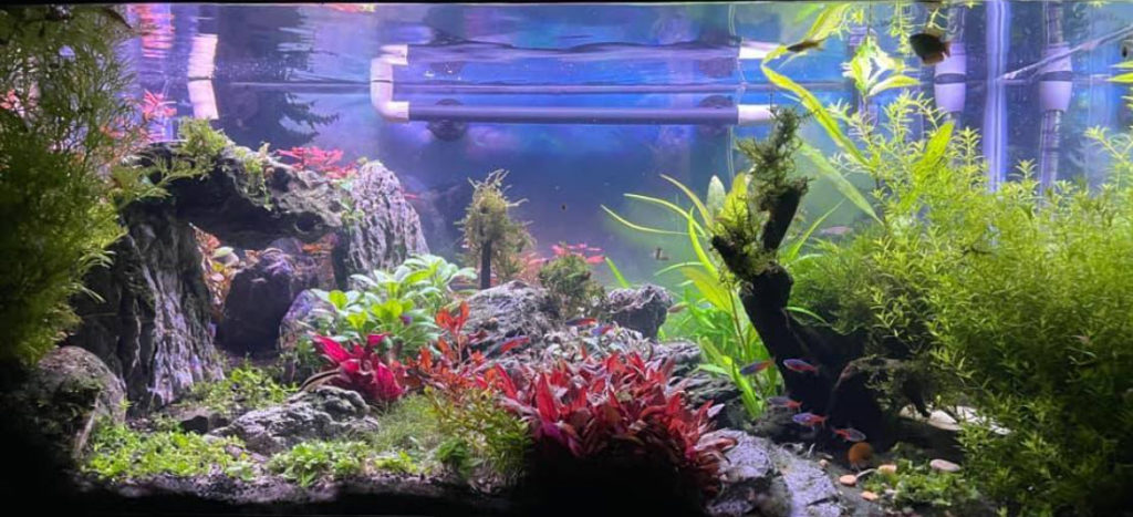 16.2.2. Algae in High Tech Planted Aquariums