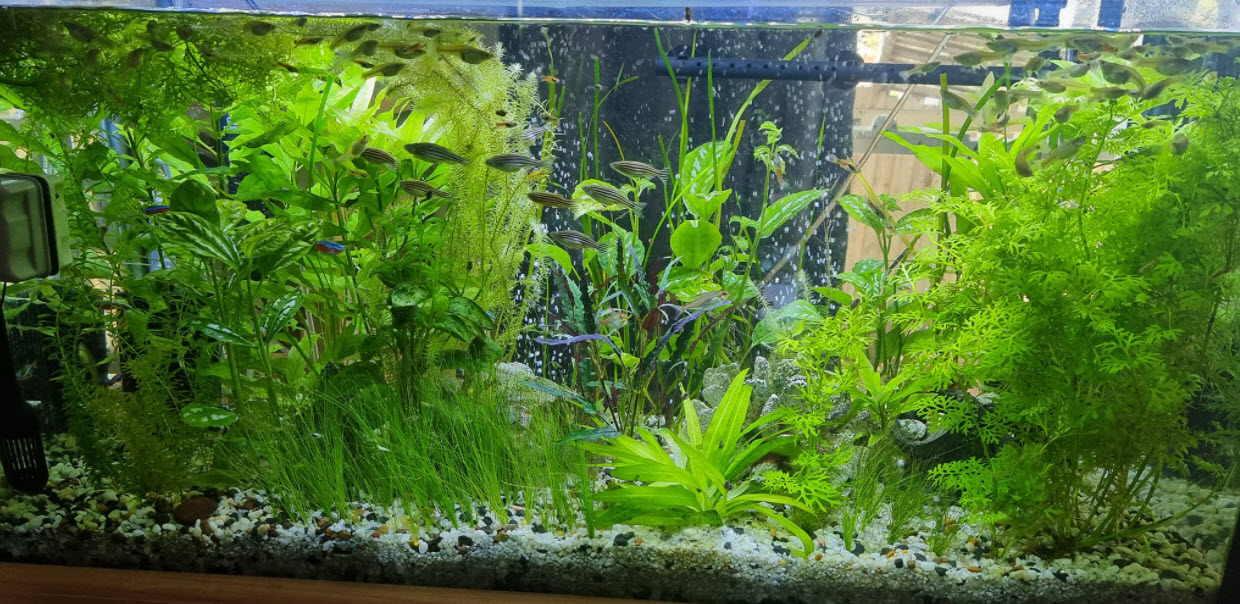 Black background  The Planted Tank Forum