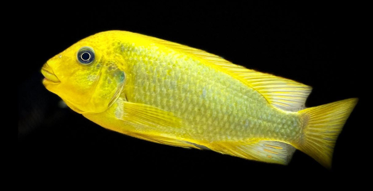 Petrochromis ephiphium Moshi Mahale