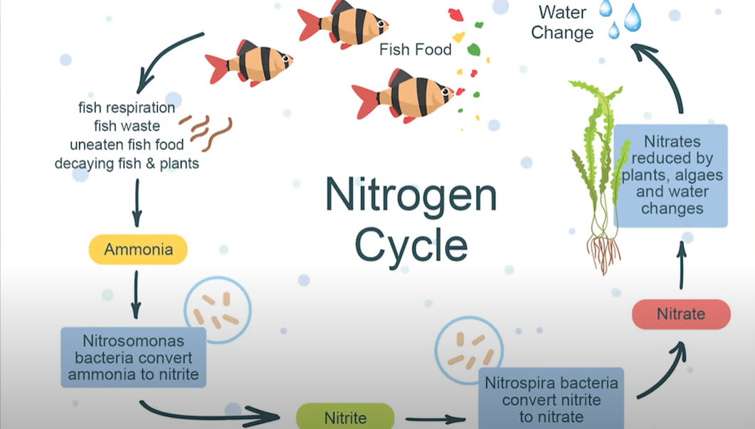 The Aquarium Nitrogen Cycle