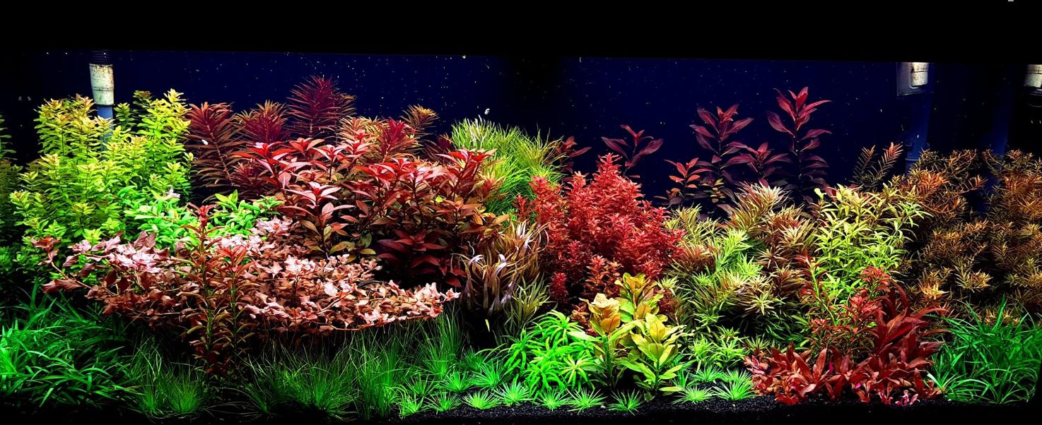 Planted tank hotsell co2 system