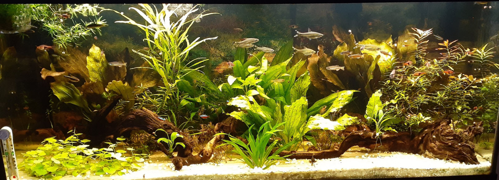 Low Tech Planted Aquarium