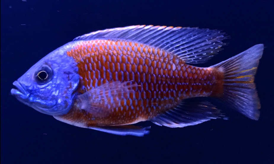 Copadichromis borleyi Red Fin