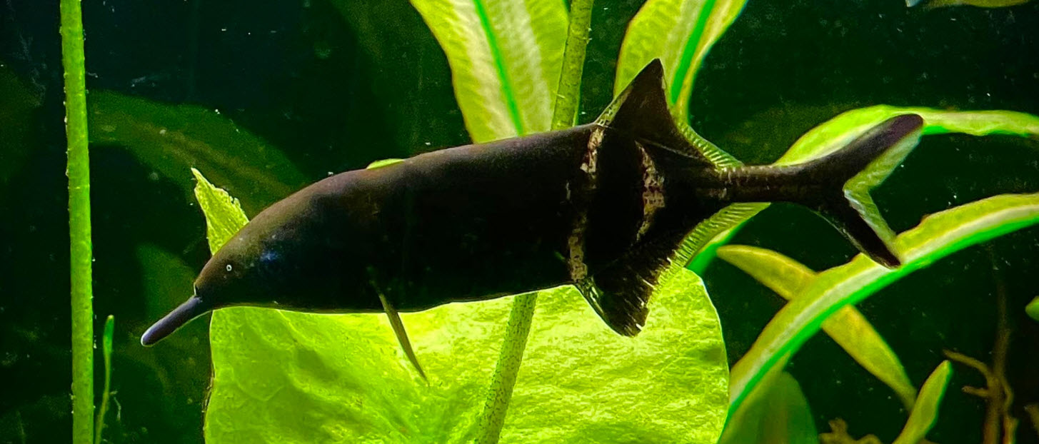 Gnathonemus petersii Elephant-nosed fish