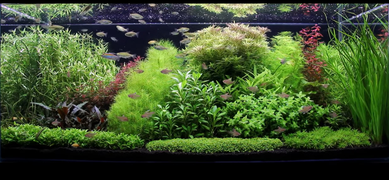 High Tech Planted Aquarium