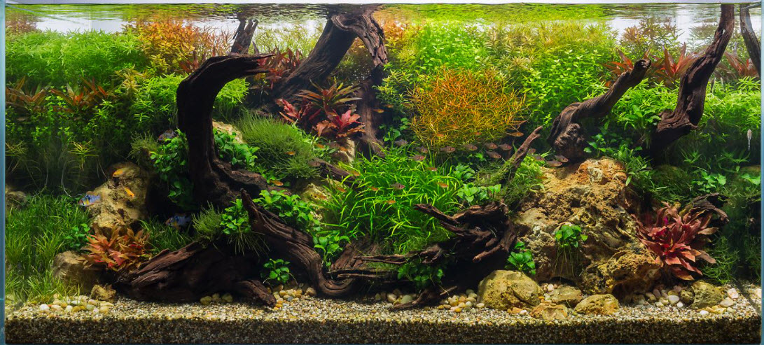 High Tech Planted Aquarium