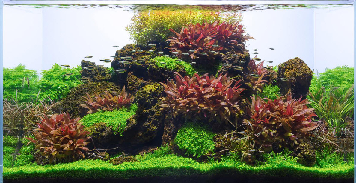 High Tech Planted Aquarium