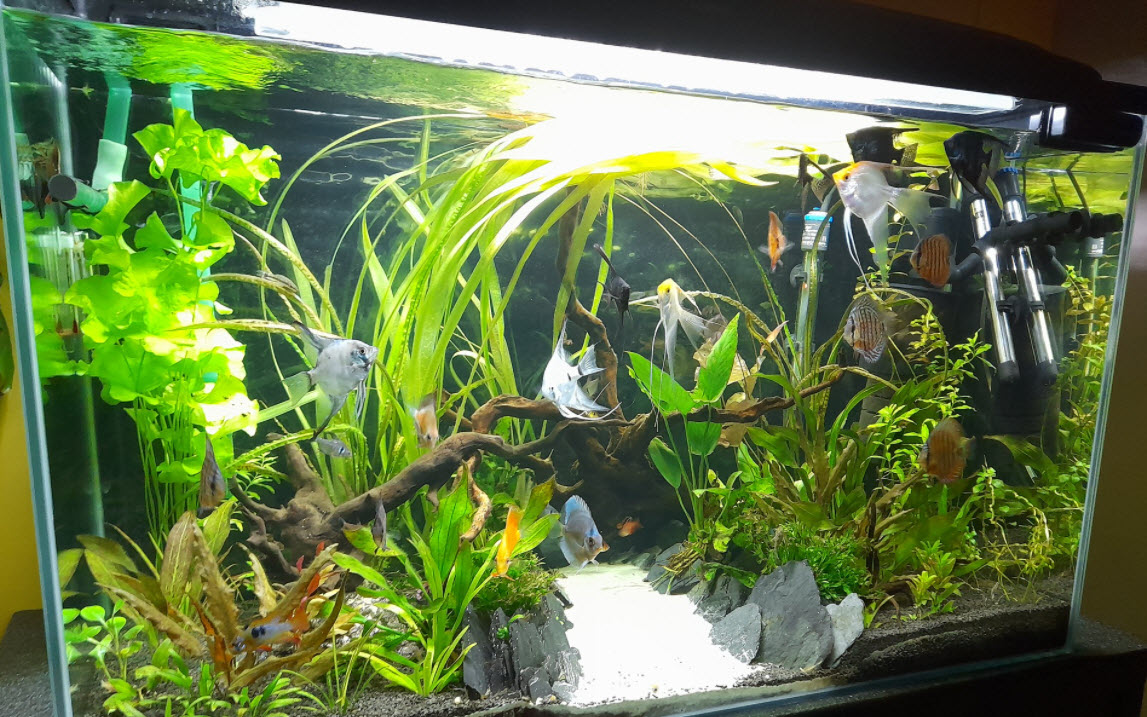 Planted Aquarium