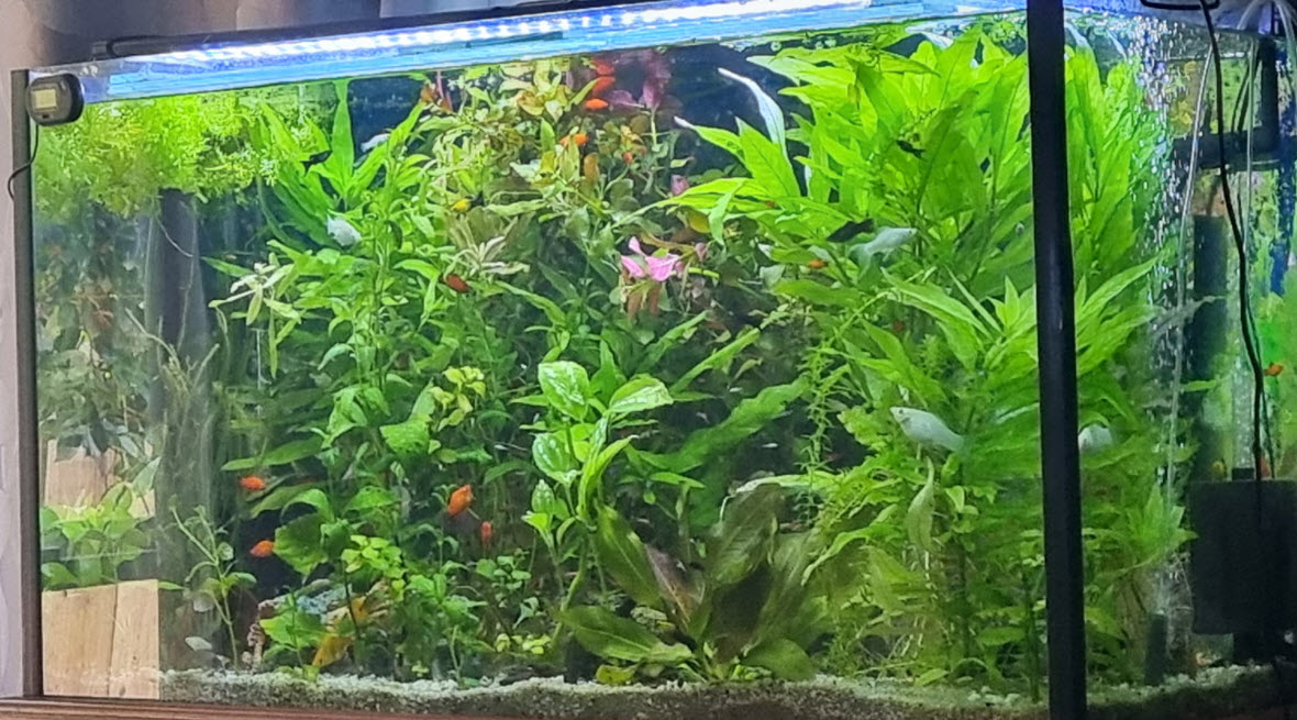 Low Tech Planted Aquarium