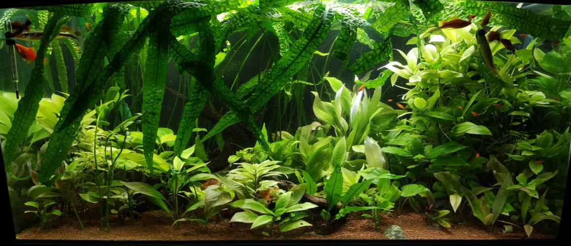 Low Tech Planted Aquarium