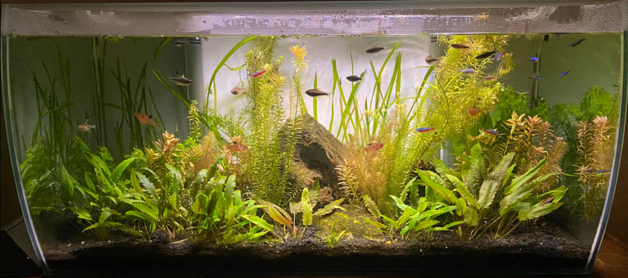 Low Tech Planted Aquarium