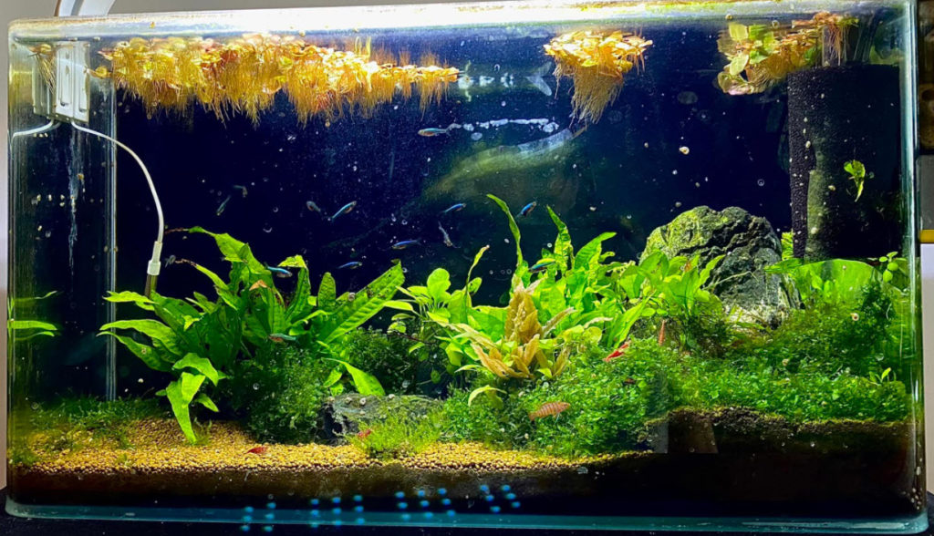 Substrates For A Planted Aquarium