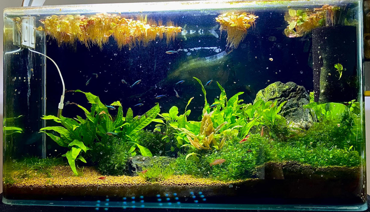 Low tech Planted Aquarium