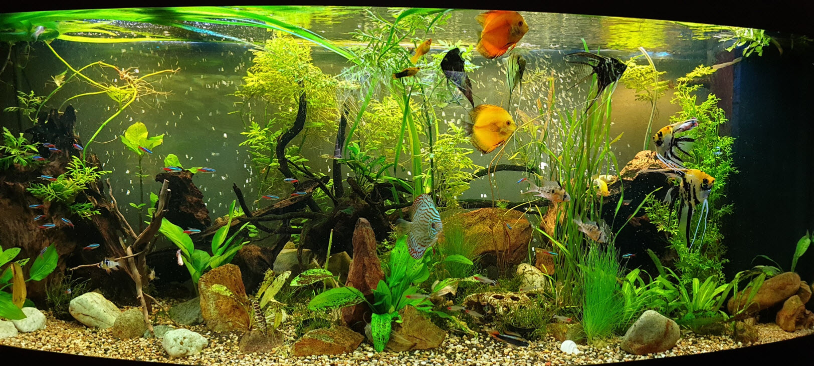 Setting up peat moss to lower PH - Aquarium Advice - Aquarium