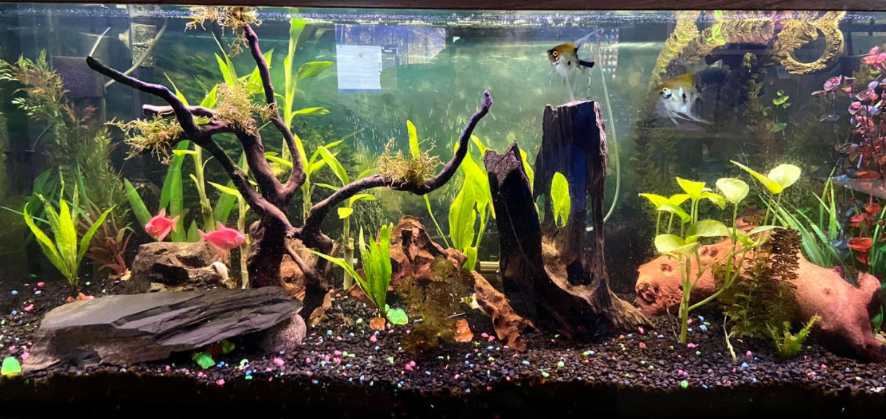 Substrates for a Planted Aquarium