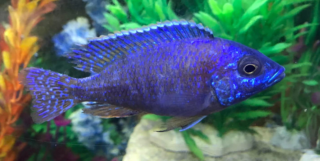 Super Blue Hybrid Peacock