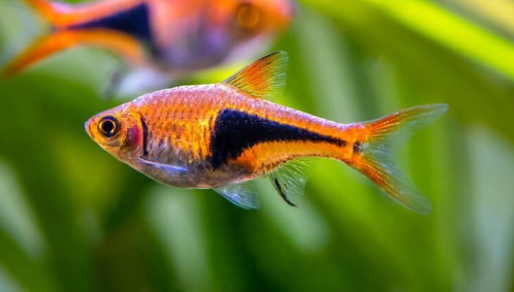 Trigonostigma heteromorpha Harlequin Rasbora