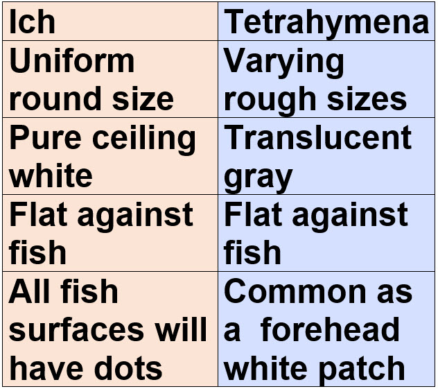 Ich versus Tetrahymena