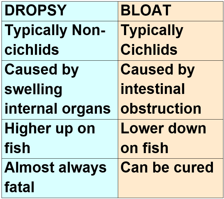 Dropsy versus Bloat in Fish