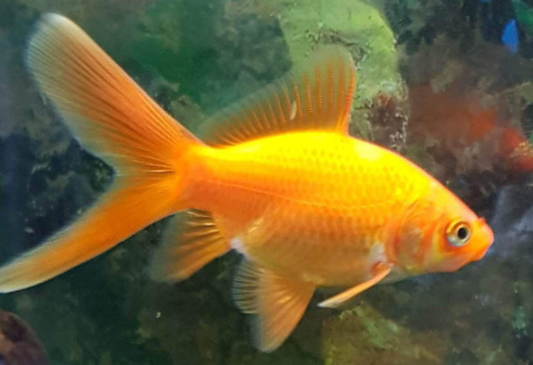 17.5.2. Size of Goldfish