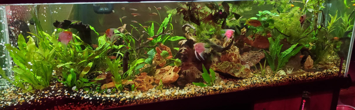 Low Tech Planted Aquarium