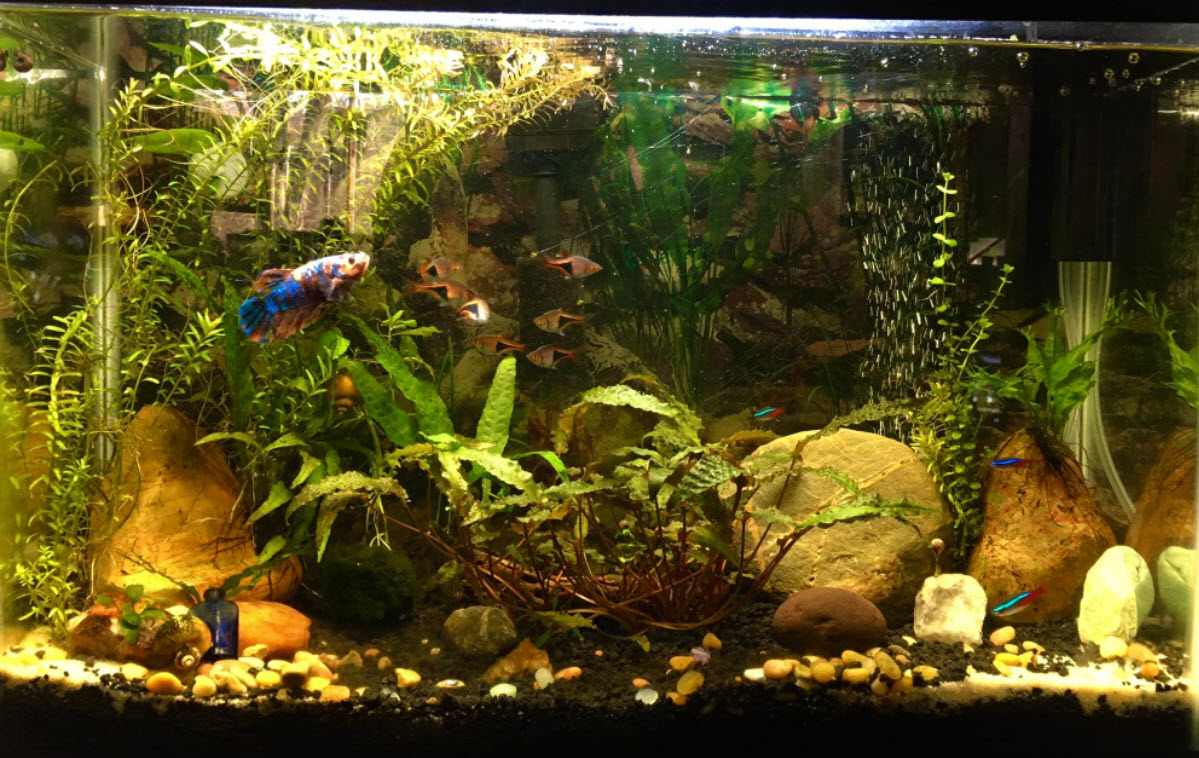 Low Tech Planted and Aerated Aquarium