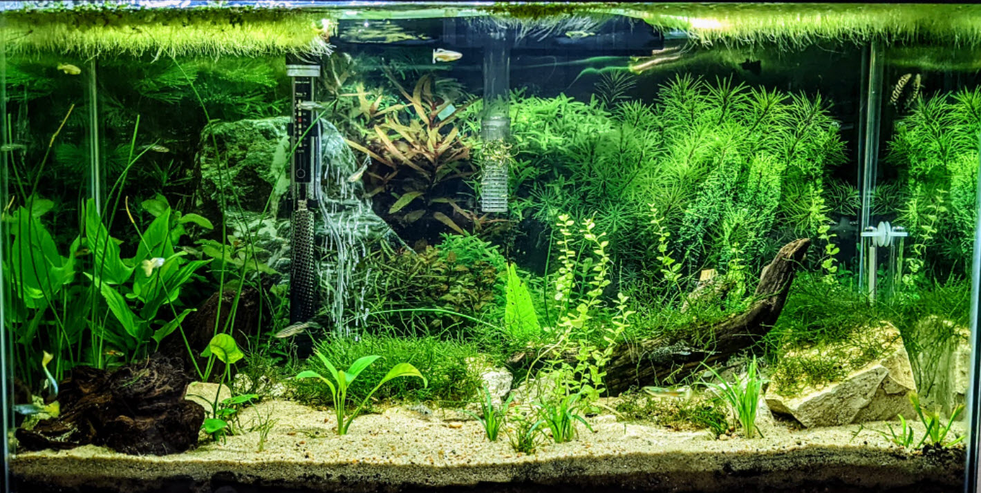 Low Tech Walstad Planted Aquarium with Aeration
