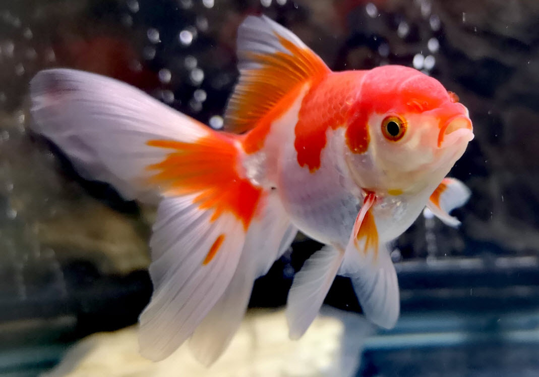 Oranda Fancy Goldfish