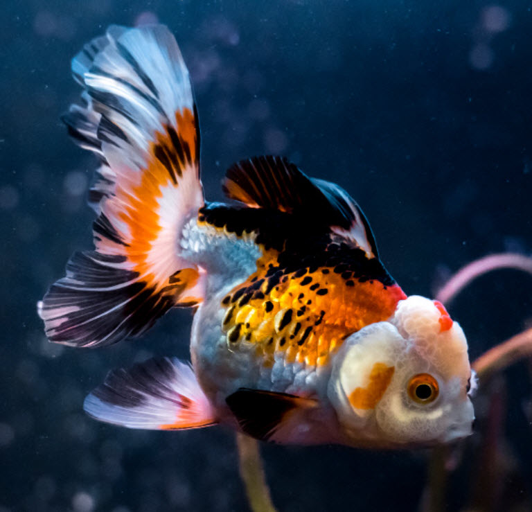 Oranda Fancy Goldfish