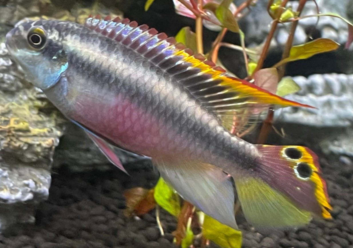 Pelvicachromis pulcher Kribensis