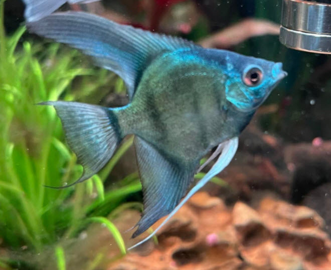 Pterophyllum Scalare Blue Avatar Angelfish