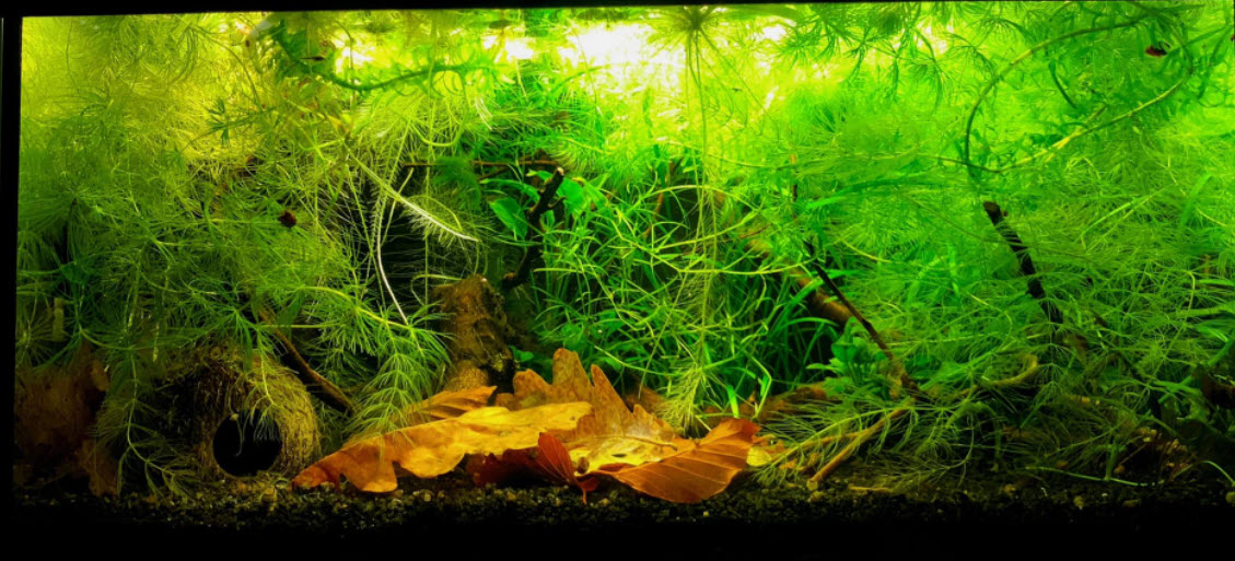 Walstad Soiled Aquarium